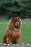 CHOW CHOW 760